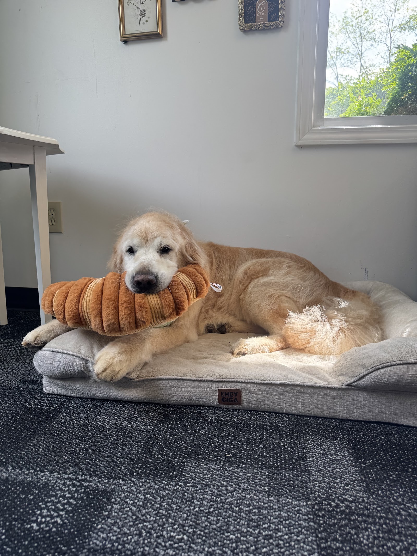 Goldie Girl Grooming LLC in Portage