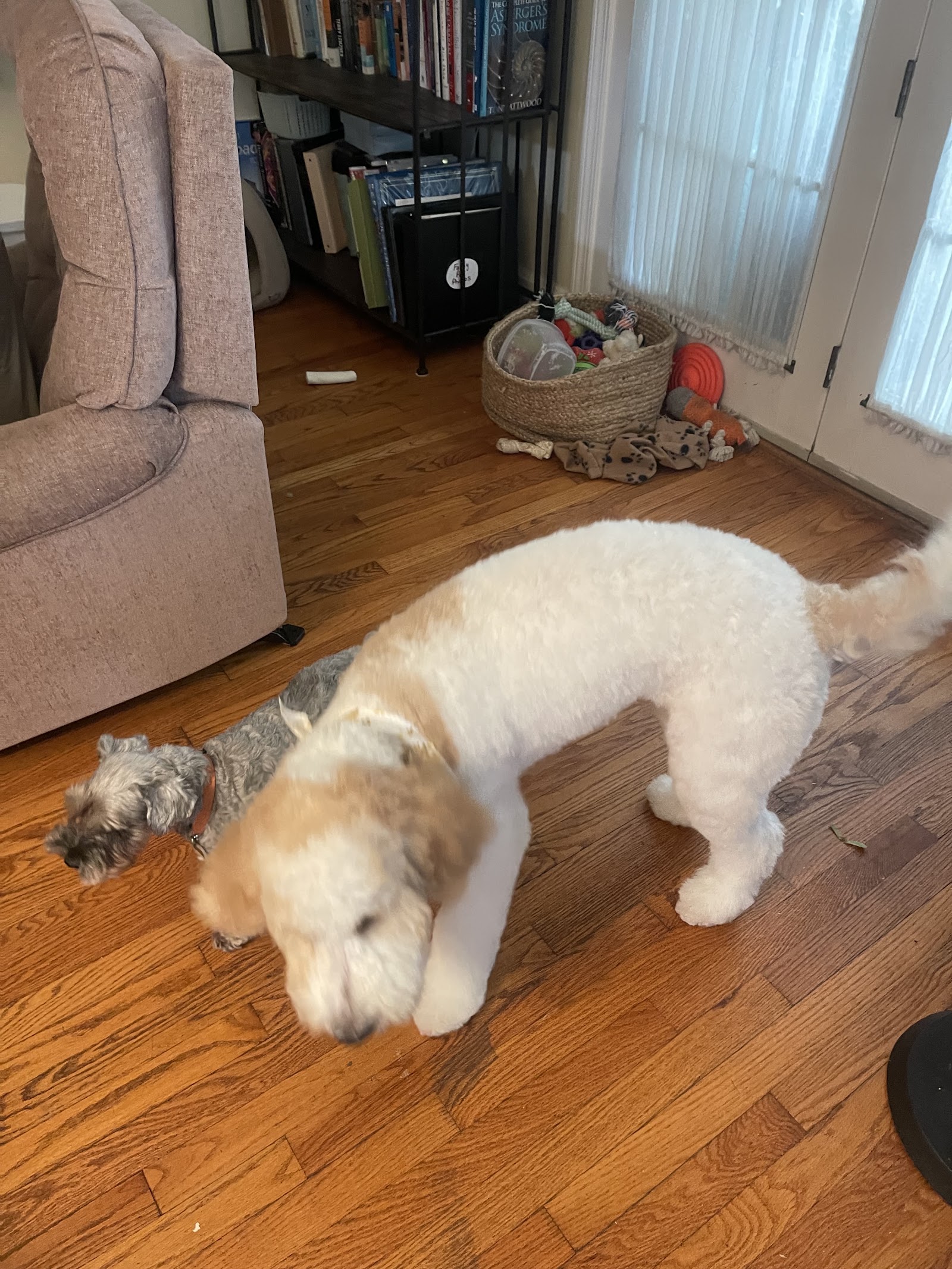 Heidi's Grooming in Portage
