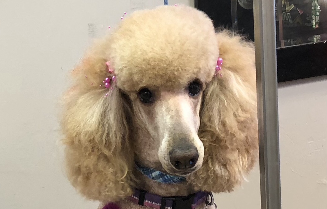 Polished Paws in Portage