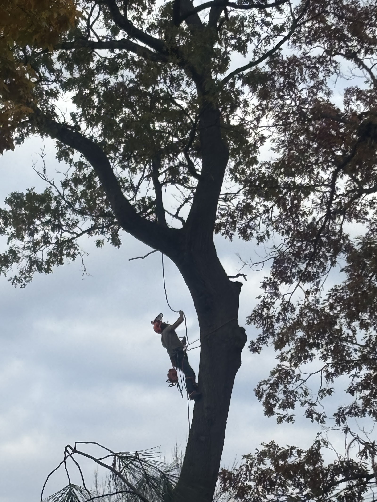 R&T Tree Services in Portage