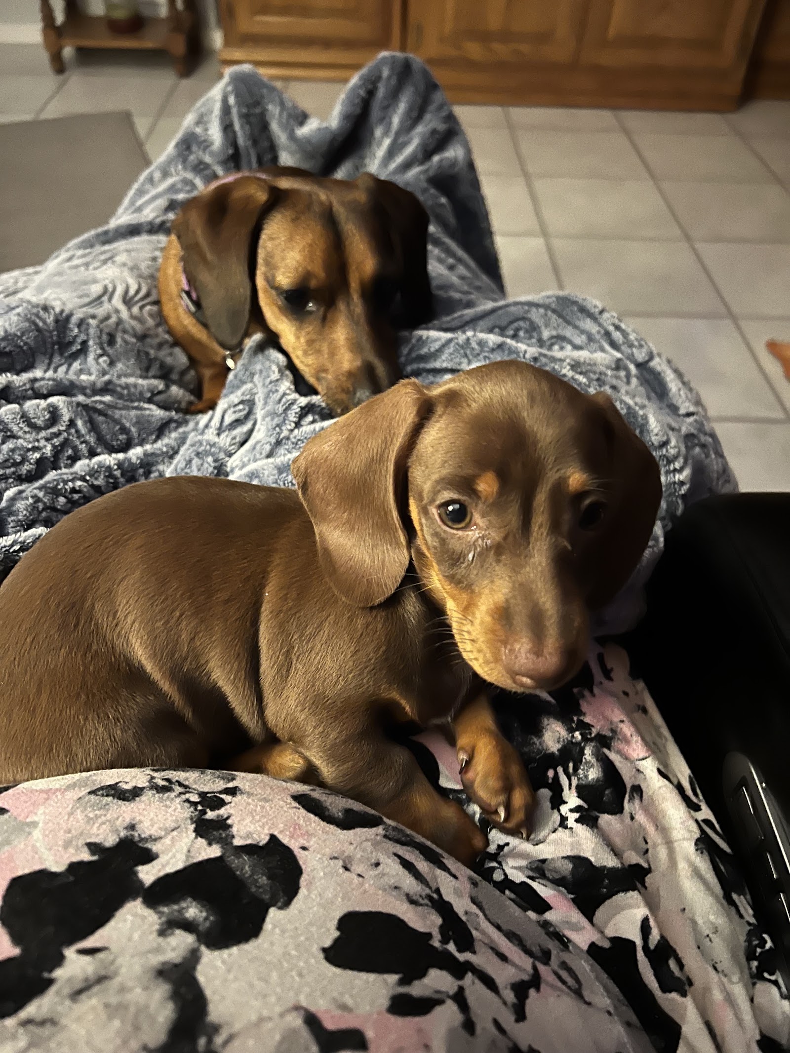 Wiggles Waggles & Tails — photo